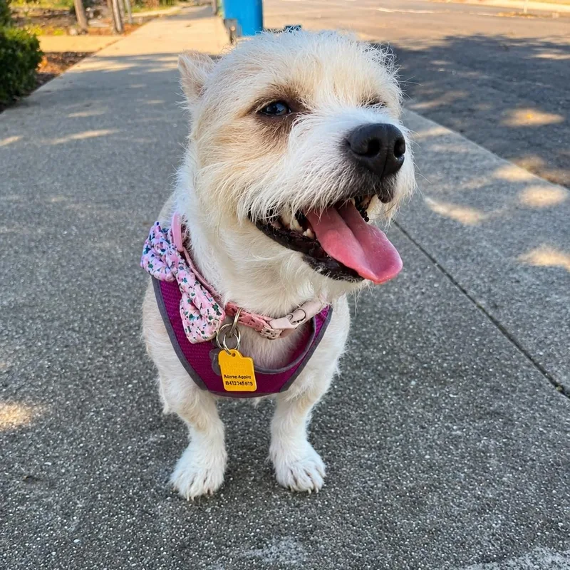 Cindy Bear