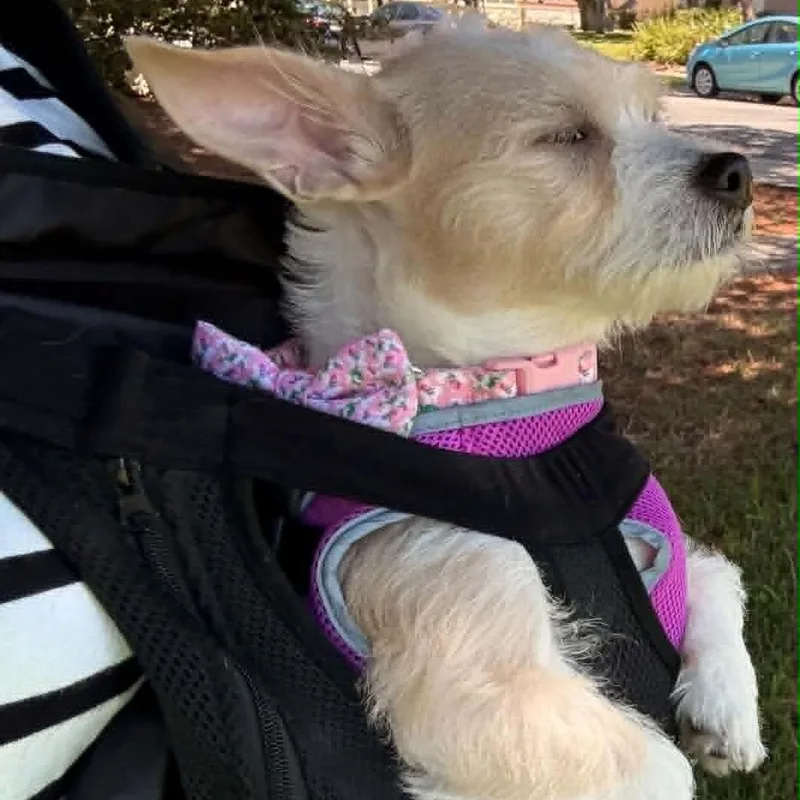 Cindy Bear thumbnail 3