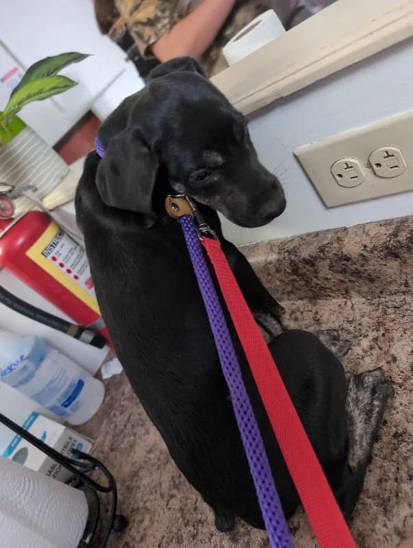 A young medium-sized female Black Mixed Breed dog named Pretzel for adoption in Cincinnati, OH