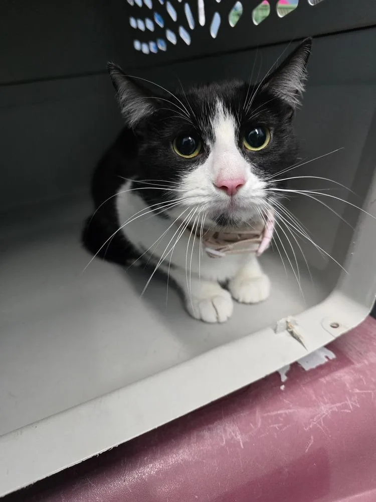 An adult small-sized female Black & White / Tuxedo Domestic Short Hair cat named Mumbai for adoption in Evansville, IN