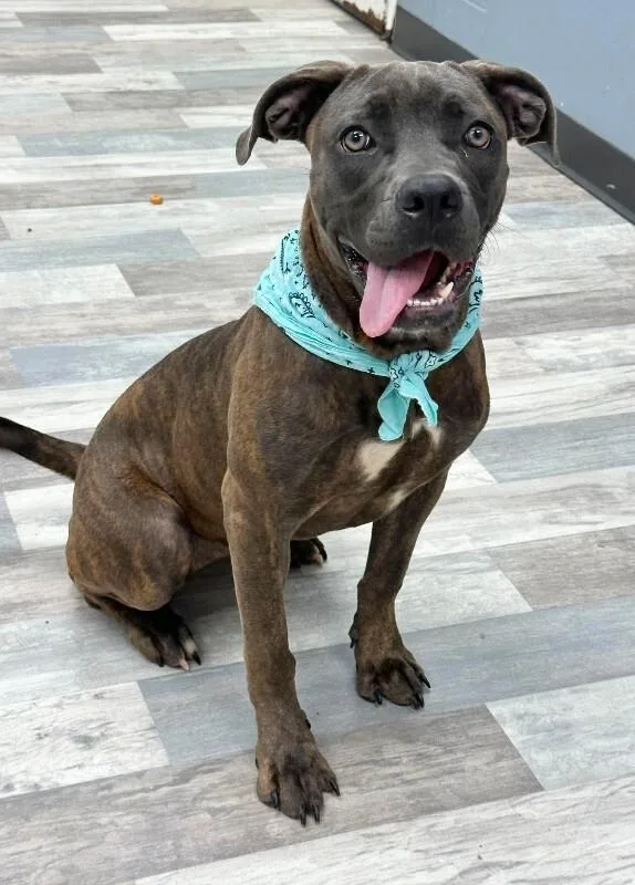 A young medium-sized female Brindle American Staffordshire Terrier dog named Ridley for adoption in Houston, TX