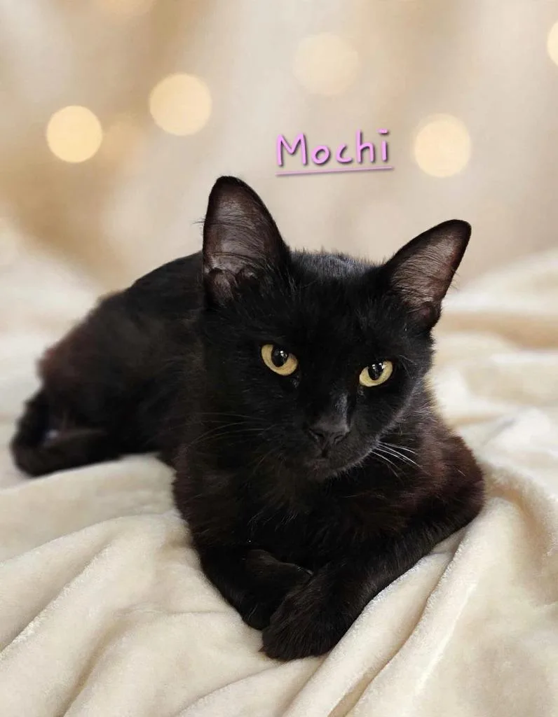 Mochi