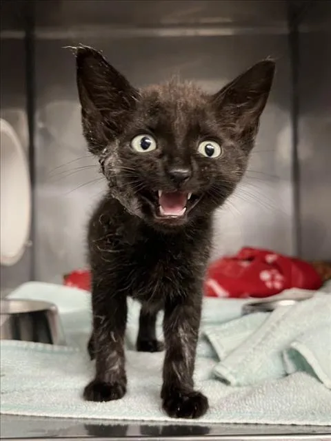 A baby small-sized male Black Domestic Short Hair cat named Count Chocula for adoption in Woodland, CA