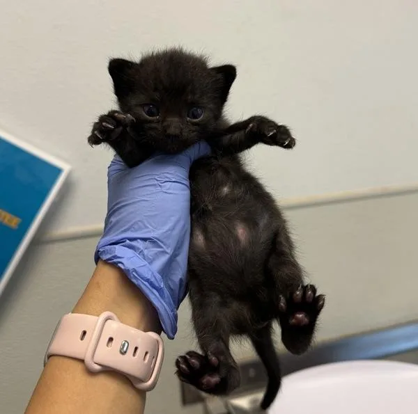 A baby small-sized female Domestic Short Hair cat named Selina for adoption in San Diego, CA