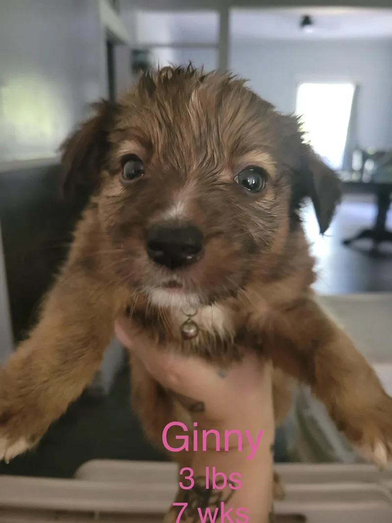 A baby small-sized female Australian Shepherd dog named Ginny for adoption in Welling, OK