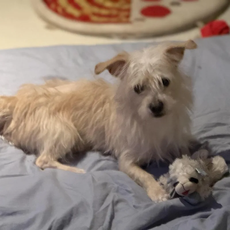 An adult small-sized male Terrier dog named Taylor for adoption in Lauderhill, FL