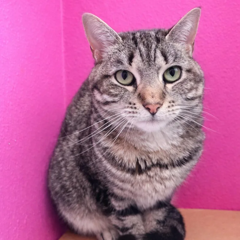 An adult medium-sized female Calico Domestic Short Hair cat named Gracie for adoption in West Des Moines, IA