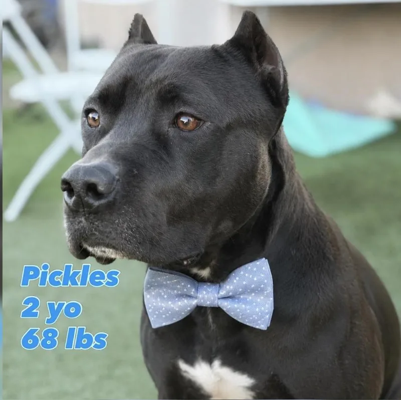 Pickles thumbnail 4