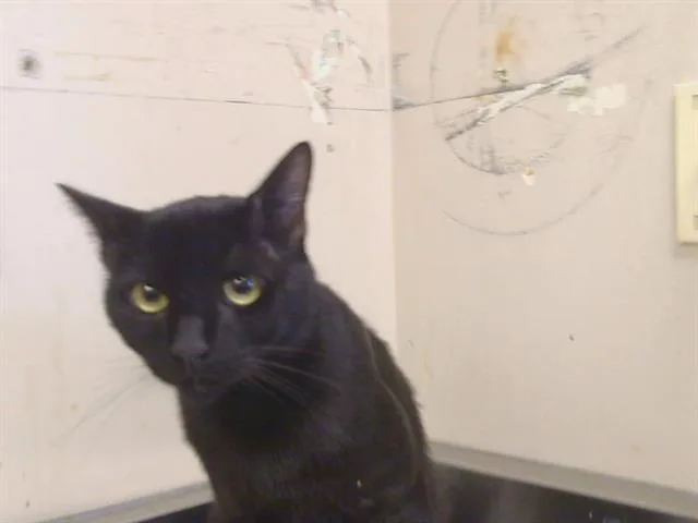A young small-sized male Domestic Short Hair cat named Ninja for adoption in Sacramento, CA