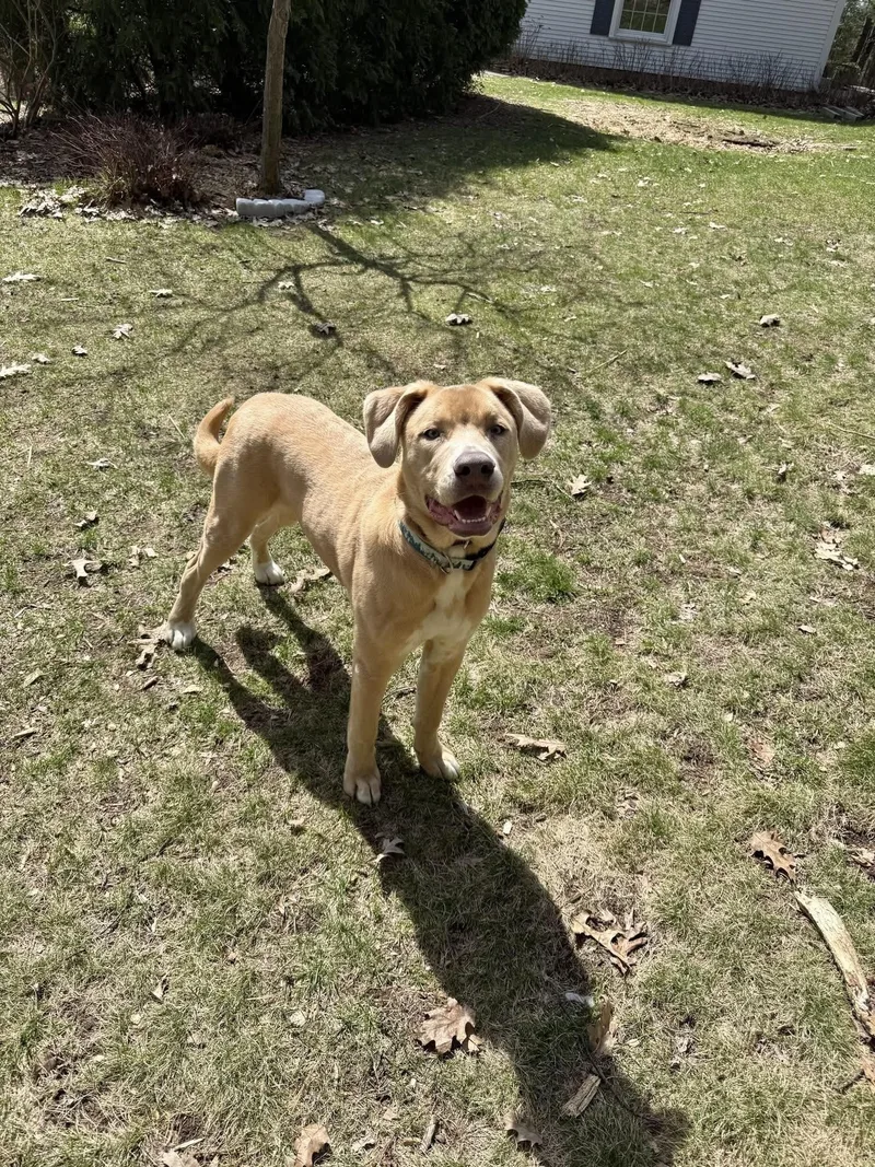A young large-sized male Golden German Shepherd Dog dog named Klaus for adoption in Traverse City, MI