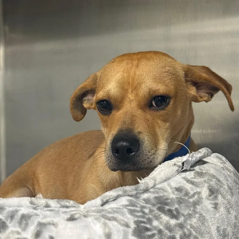 A young small-sized male Yellow / Tan / Blond / Fawn Terrier dog named Jabarkis for adoption in Tampa, FL