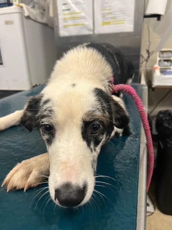 An adult medium-sized female Tricolor (Brown, Black, & White) Mixed Breed dog named Aida for adoption in Mobile, AL
