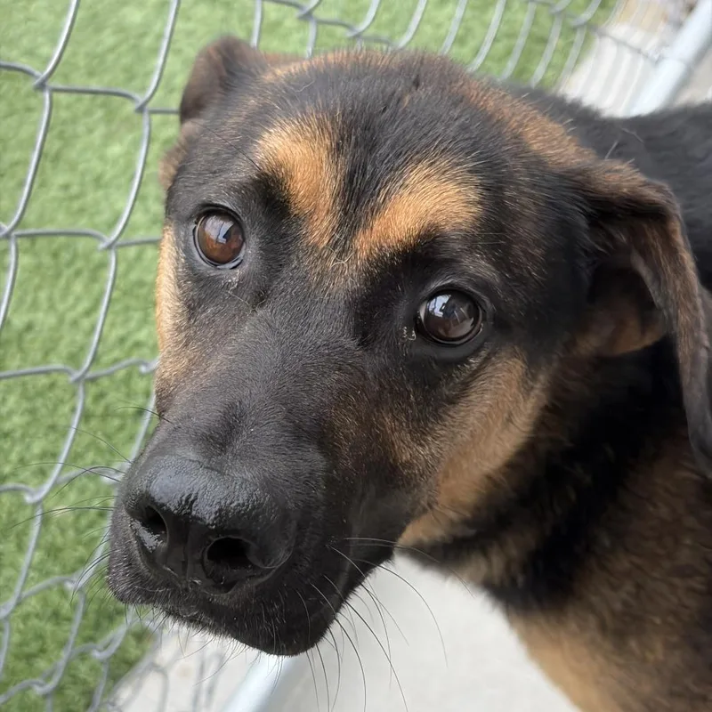 An adult medium-sized male Black Shepherd dog named Brodie Jay for adoption in Matteson, IL