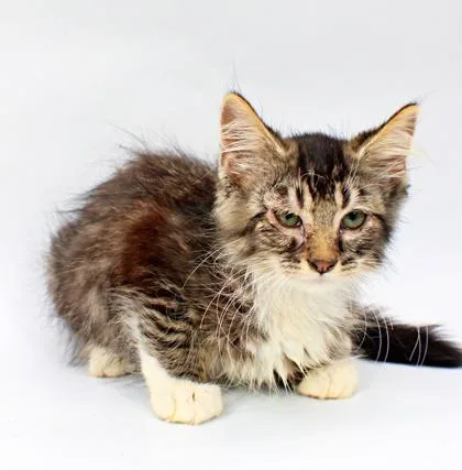 A baby small-sized female Domestic Medium Hair cat named Ladybug for adoption in Morton Grove, IL