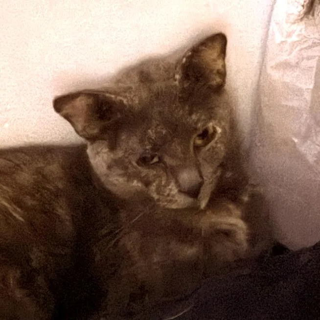 An adult small-sized female Gray / Blue / Silver Domestic Short Hair cat named Imoen Robinson for adoption in Merrifield, VA