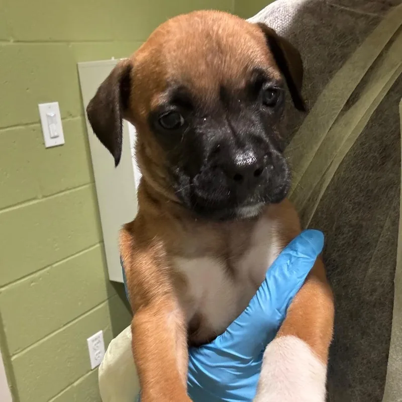A baby medium-sized female Brown / Chocolate Mixed Breed dog named Nugget for adoption in Englewood, FL