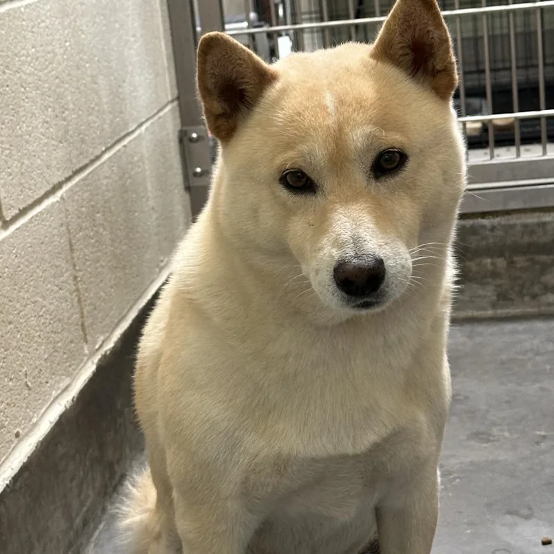A baby medium-sized male Shiba Inu dog named IEPAStray_ for adoption in Upland, CA