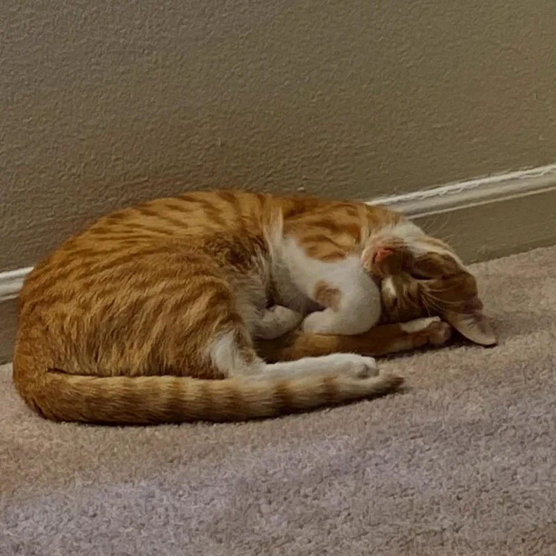 Finn Courtesy Listed thumbnail 2