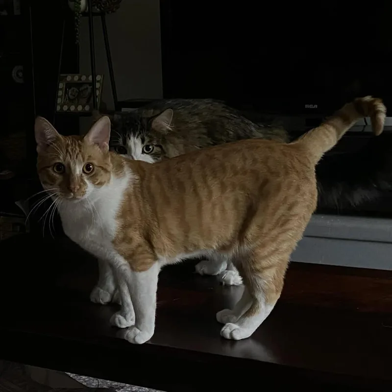 Finn Courtesy Listed thumbnail 3