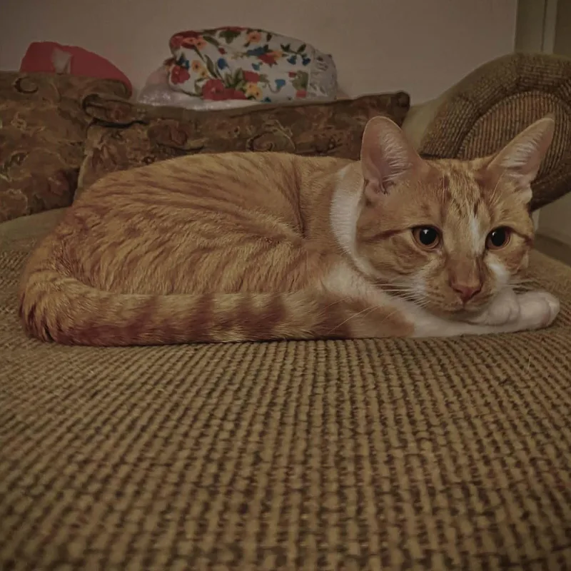 Finn Courtesy Listed thumbnail 4