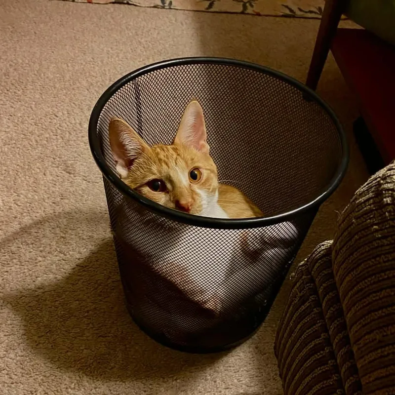 Finn Courtesy Listed thumbnail 5