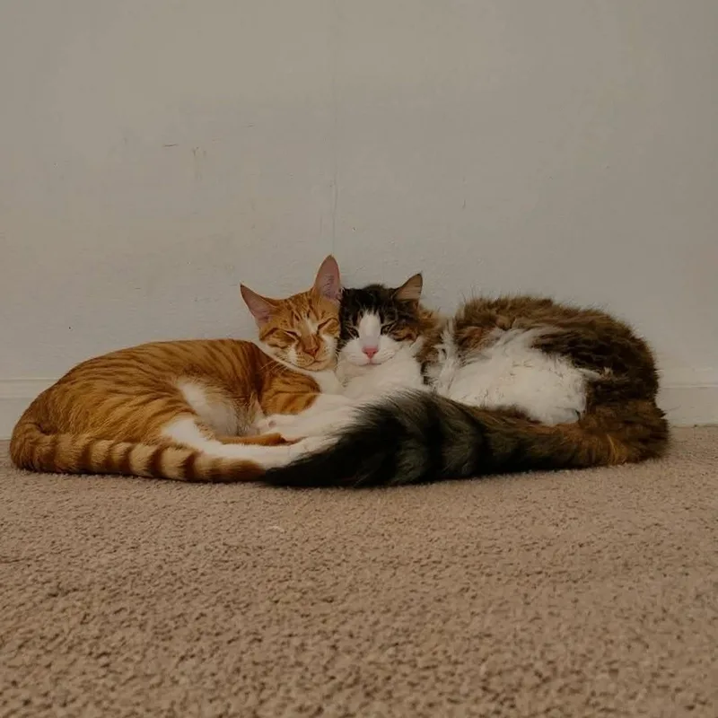 Finn Courtesy Listed thumbnail 6