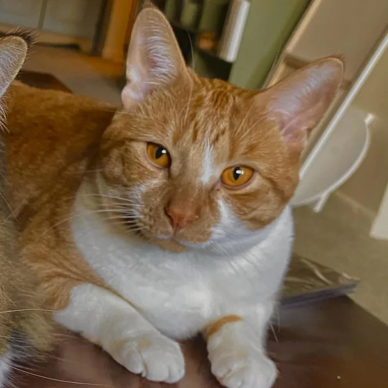 A young medium-sized male Domestic Short Hair cat named Finn Courtesy Listed for adoption in Midland, MI