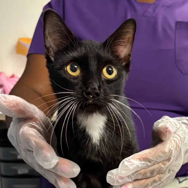 A baby small-sized male Black Domestic Short Hair cat named Bojangles for adoption in Newark, NJ