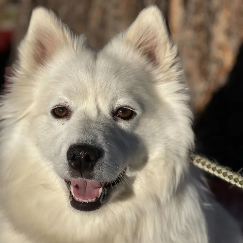 An adult medium-sized female White / Cream Samoyed dog named Bella for adoption in Washoe Valley, NV