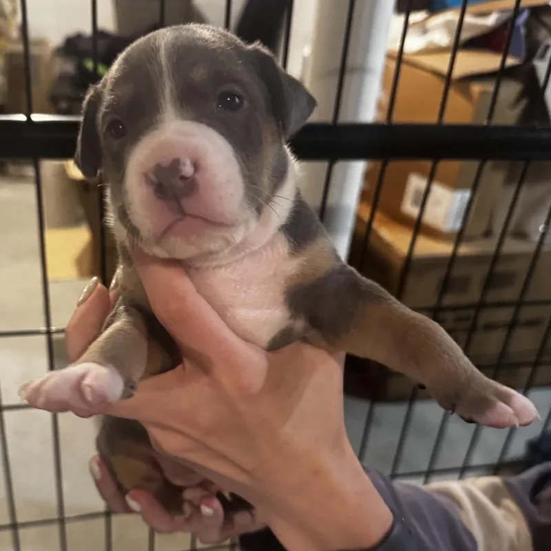A baby medium-sized female Brown / Chocolate Pit Bull Terrier dog named Freddie for adoption in Griswold, CT