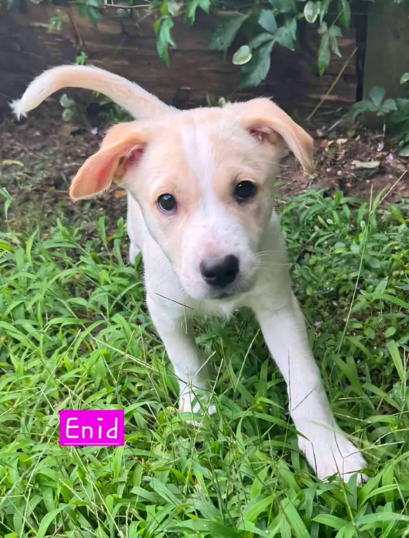 Enid thumbnail 3