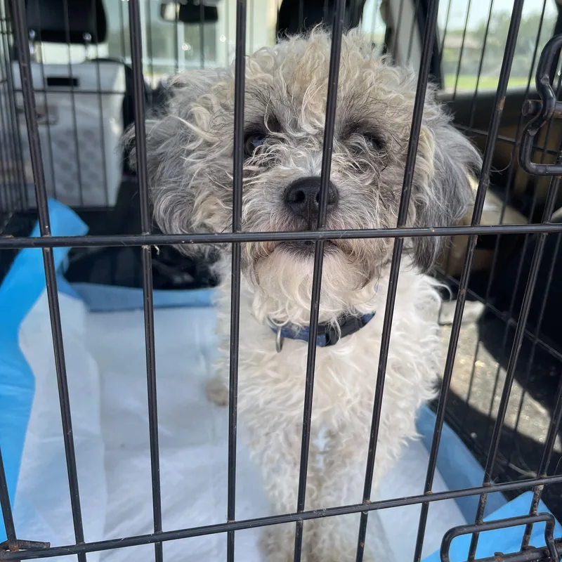A young small-sized male Miniature Poodle dog named Rancho for adoption in Gainesville, VA