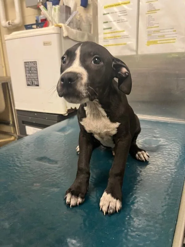 A young medium-sized male Black Mixed Breed dog named Abbott for adoption in Mobile, AL