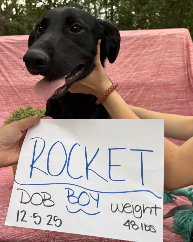 Rocket