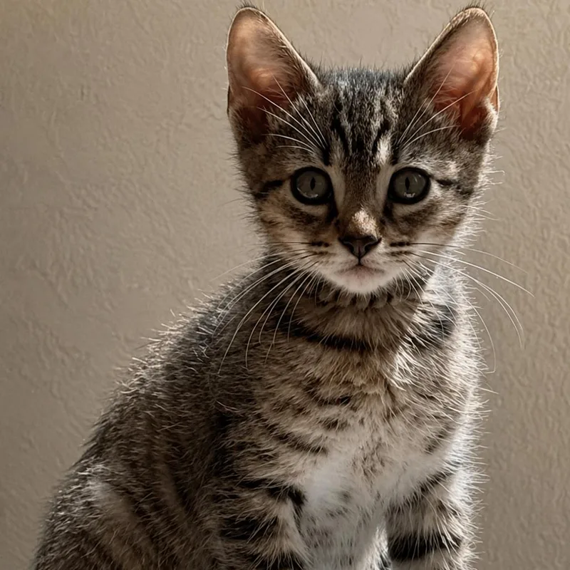 A baby small-sized male Brown / Chocolate Domestic Short Hair cat named Guppy for adoption in Pleasanton, CA