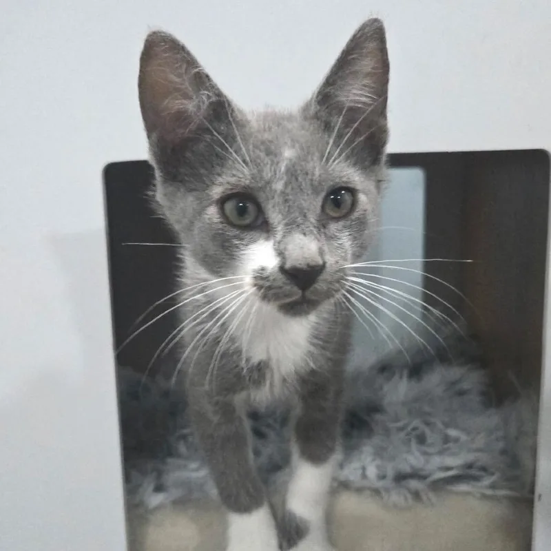 A baby small-sized male Gray / Blue / Silver Domestic Short Hair cat named Brian for adoption in Chapel Hill, NC