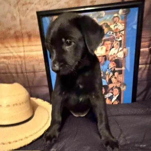A baby medium-sized female Apricot / Beige Labrador Retriever dog named Lainey for adoption in Normal, IL
