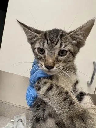 A baby small-sized female Domestic Short Hair cat named Nelly Furtado for adoption in Palm Coast, FL