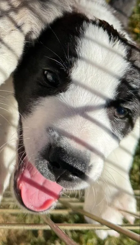 A baby medium-sized male Border Collie dog named Burton for adoption in House Springs, MO