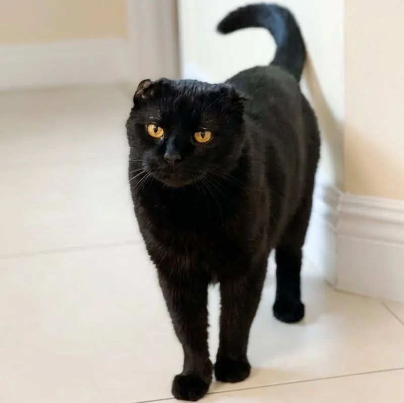 Slinky
