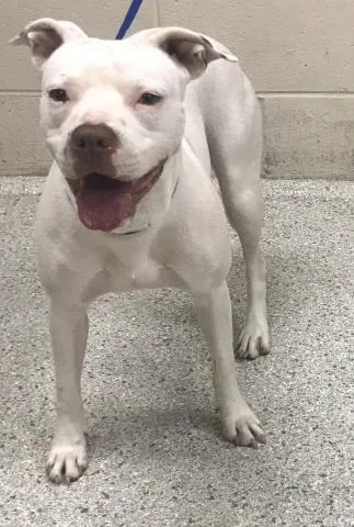 Lulu