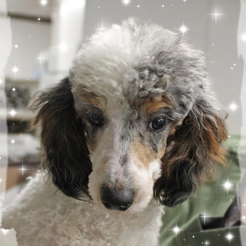 A baby small-sized male Merle (Blue) Miniature Poodle dog named Garth for adoption in Amelia, OH