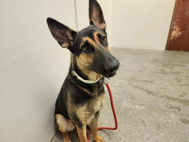 A young large-sized female German Shepherd Dog dog named Eclair for adoption in Phoenix, AZ