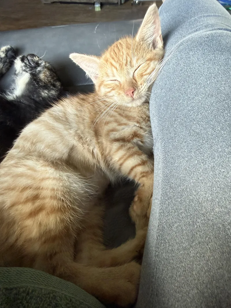 A young medium-sized female Tabby (Orange / Red) Domestic Short Hair cat named Deidre for adoption in Franklin, OH