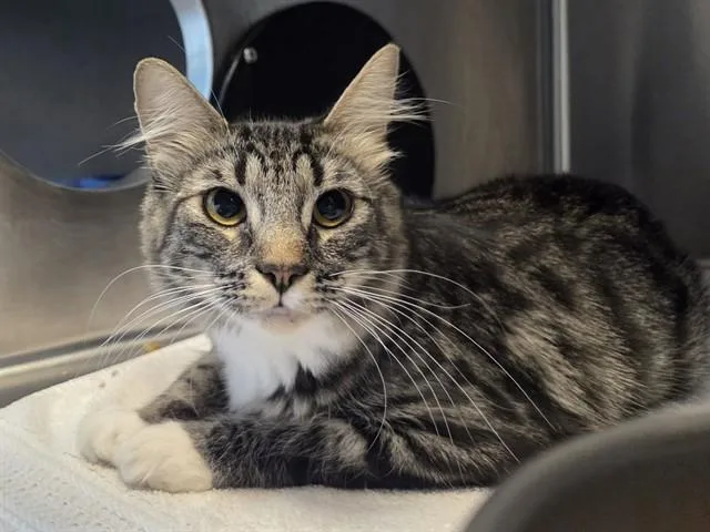 A young medium-sized female Domestic Medium Hair cat named Mila for adoption in Martinez, CA