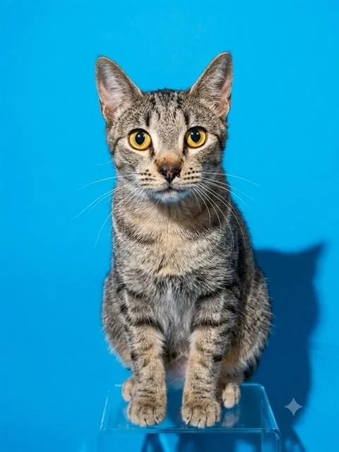 An adult large-sized male Domestic Short Hair cat named Bruce for adoption in Jacksonville, FL
