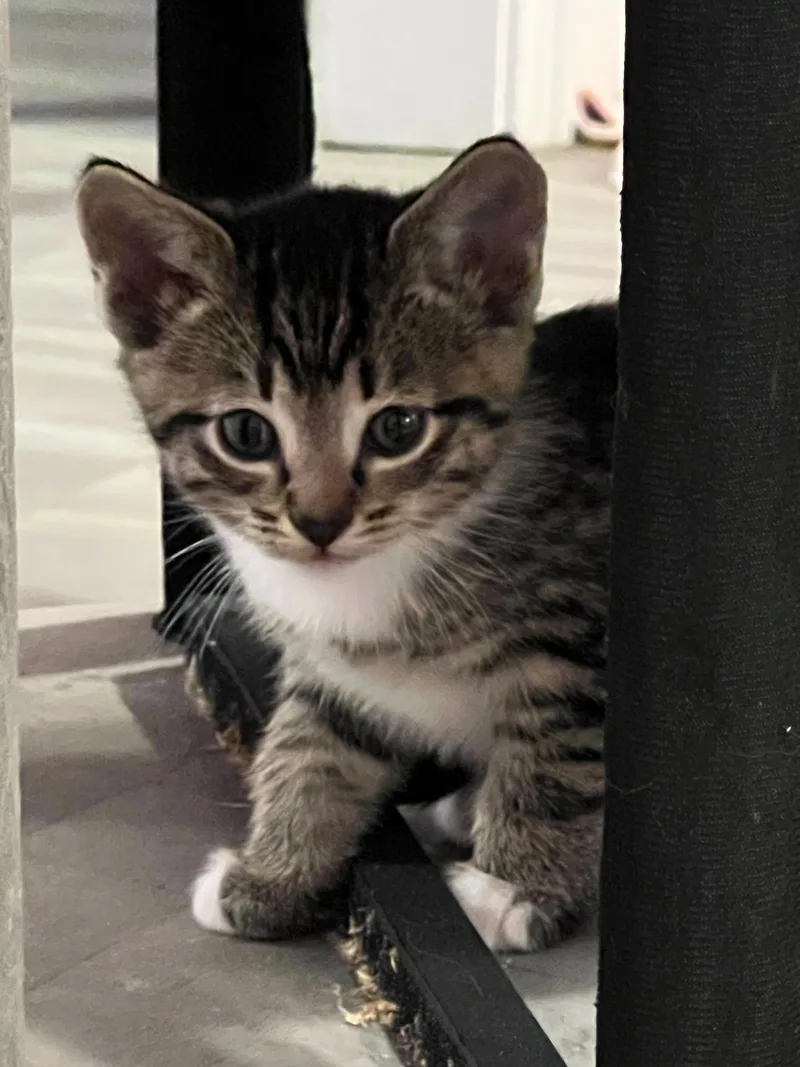 A baby medium-sized male Brown / Chocolate Domestic Short Hair cat named Juno for adoption in Murfreesboro, TN