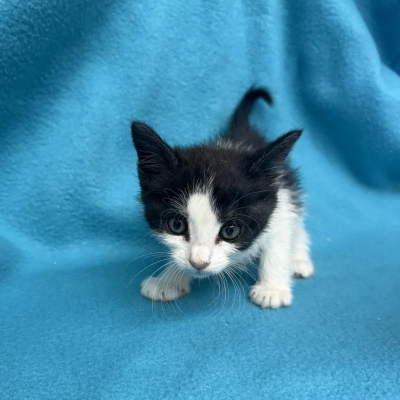 A baby medium-sized female Domestic Short Hair cat named Butterscotch for adoption in Oakdale, CA