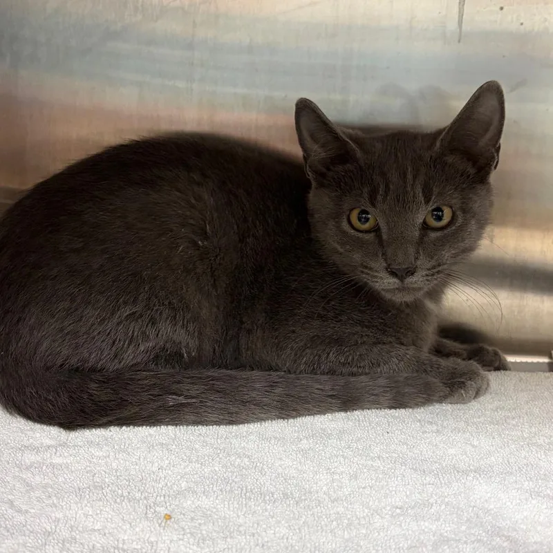 A baby small-sized male Gray / Blue / Silver Domestic Short Hair cat named Leonard for adoption in Philadelphia, PA