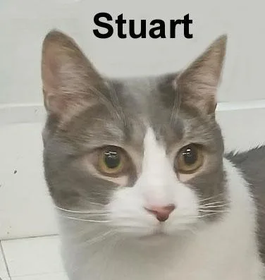 Stuart Fei. thumbnail 2